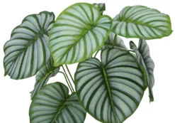 Plante artificielle - 24