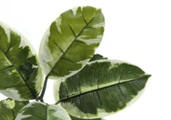 Plante artificielle - 52