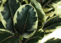 Plante artificielle - 47