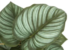 Plante artificielle - 2mcx, 13