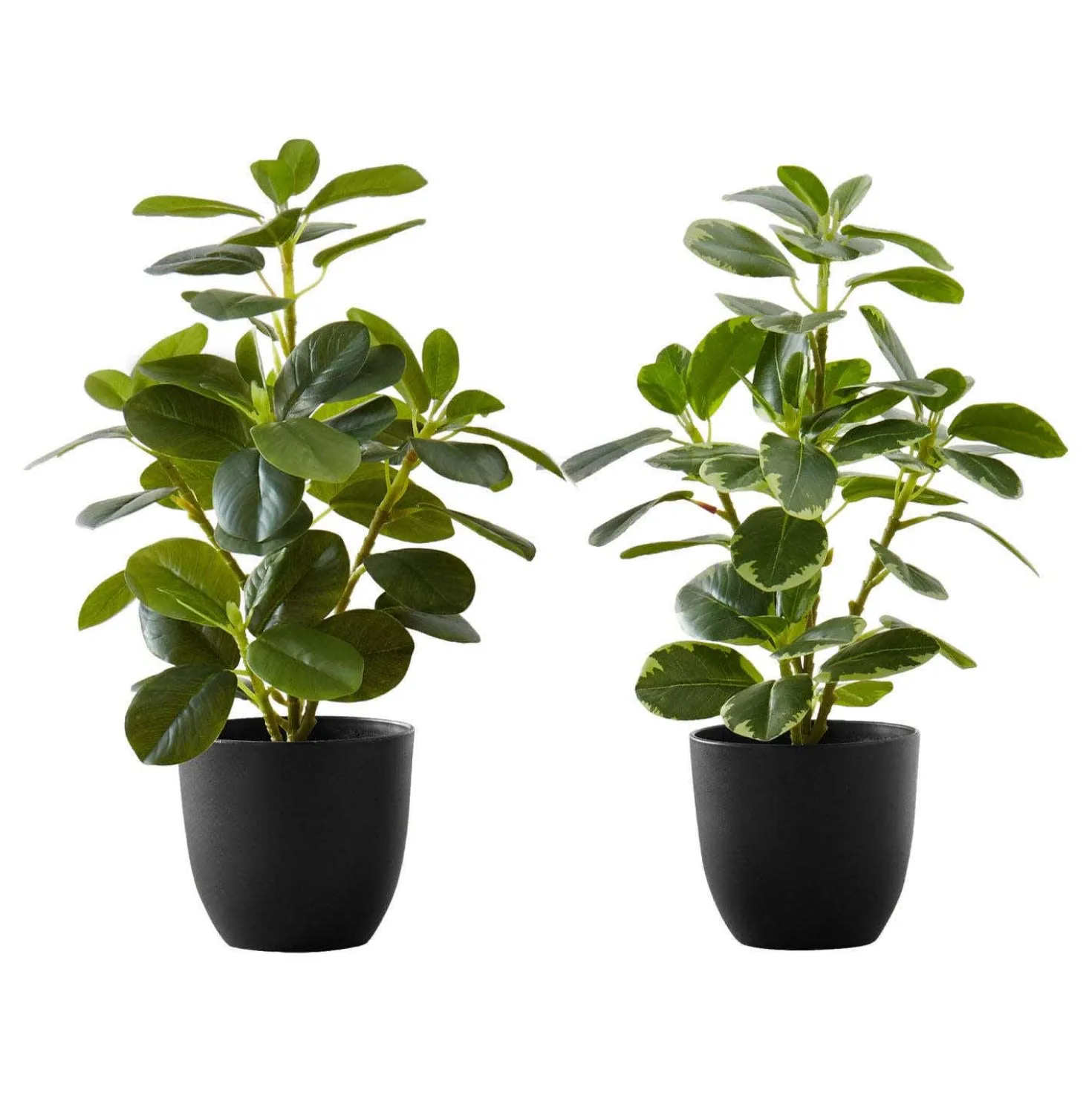 Plante artificielle - 2mcx, 14"H ficus elastica pot 4"